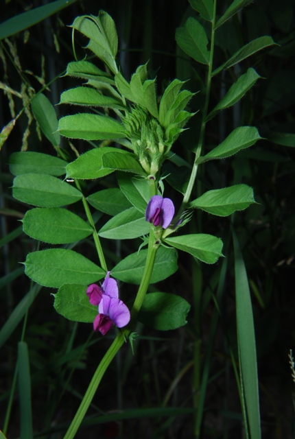Vicia sativa sl.